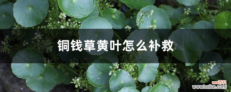 铜钱草黄叶的原因和处理办法