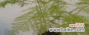 文竹几月份发芽，文竹的生长季节在几月份