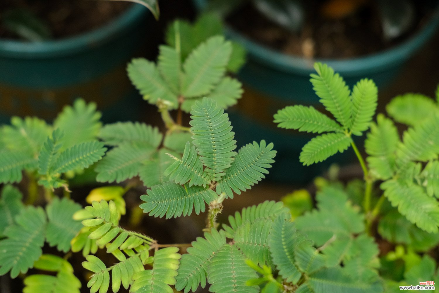 植物含羞草 含羞草的特点，含羞草图片