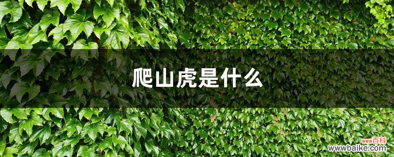 爬山虎是什么，爬山虎的样子