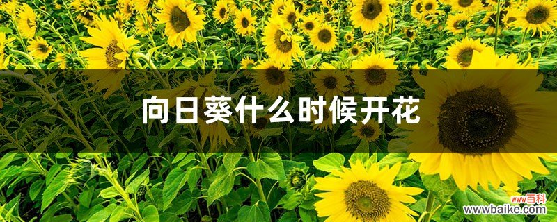 向日葵什么时候开花，向日葵图片