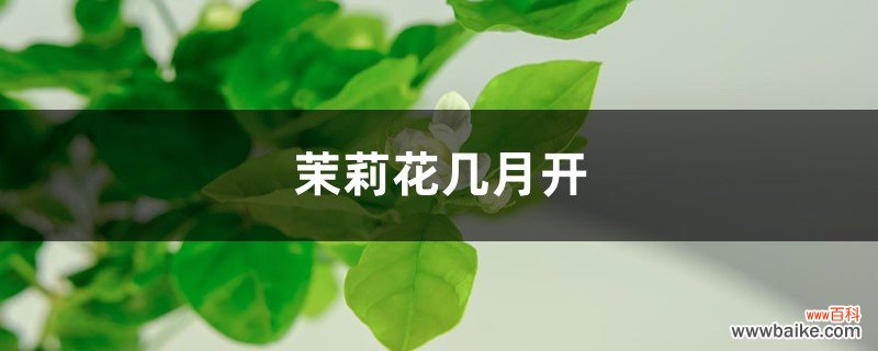 茉莉花几月开，茉莉花一年开几次