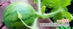西瓜种植技术，西瓜什么时候种