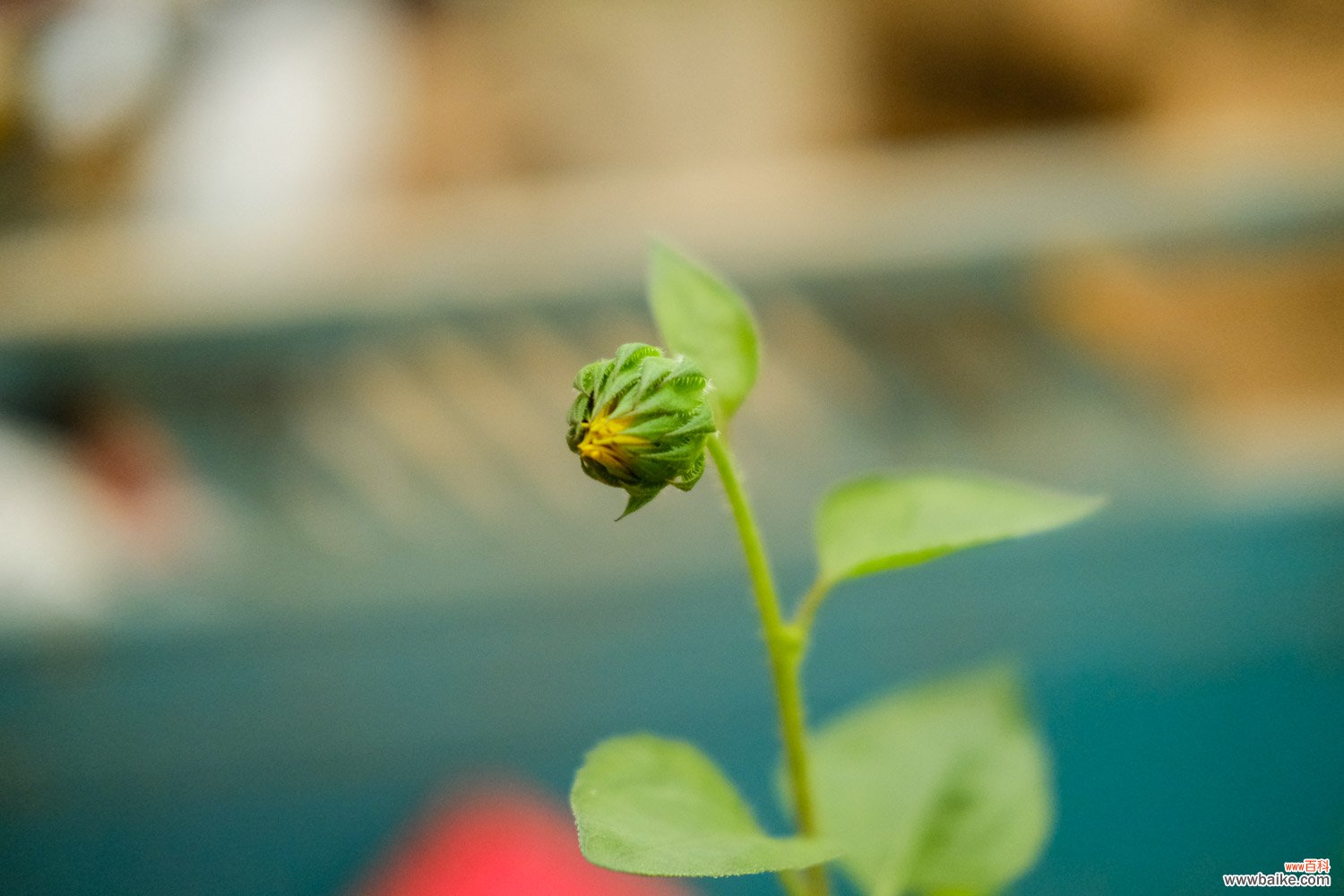 重瓣向日葵 向日葵是什么植物