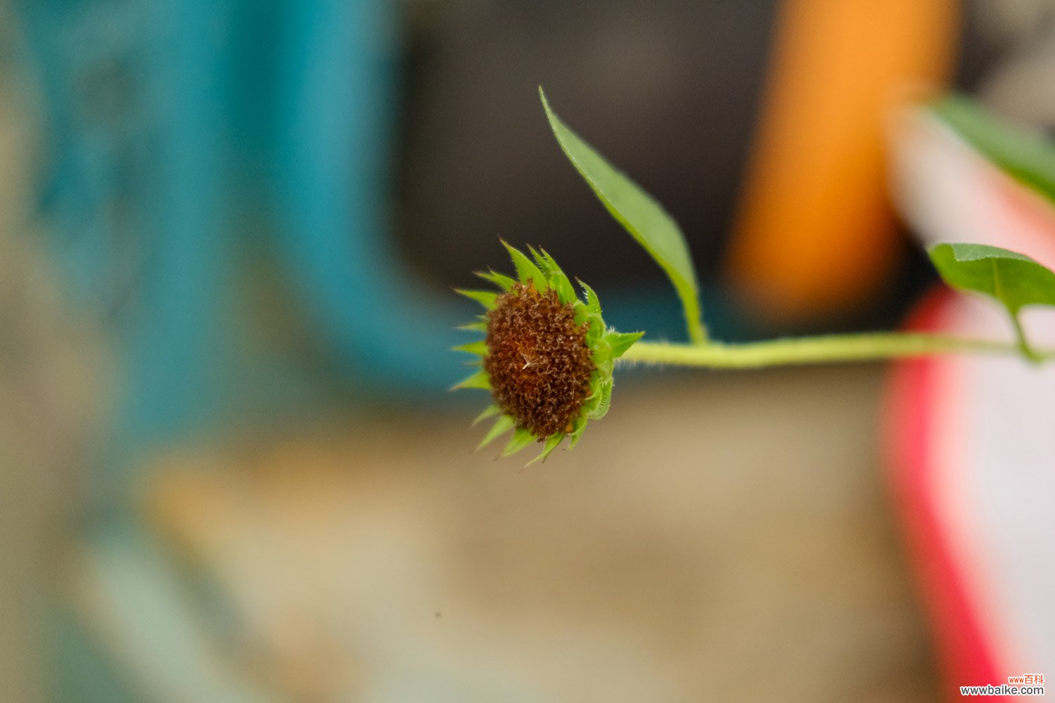 重瓣向日葵 向日葵是什么植物