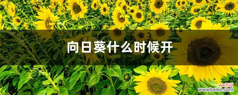 向日葵花期，向日葵什么季节