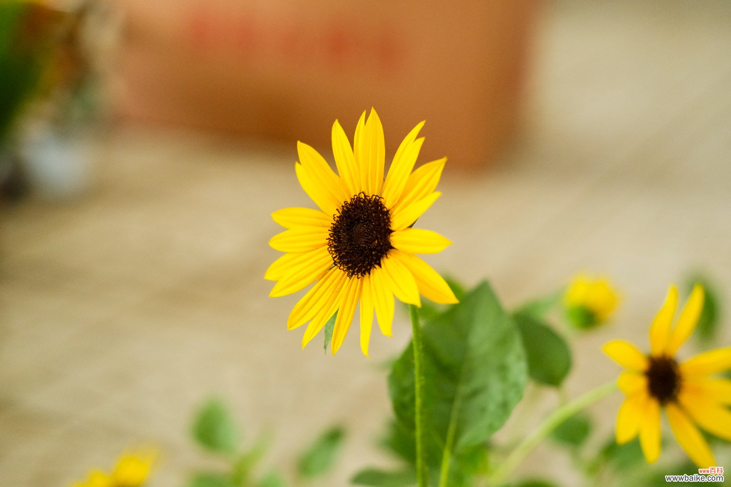 向日葵花期，向日葵什么季节