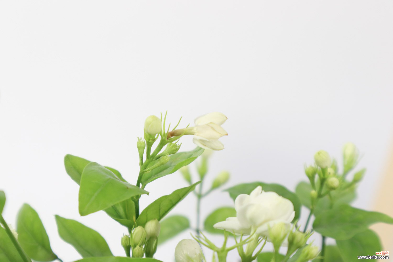 茉莉花的样子，茉莉花图片