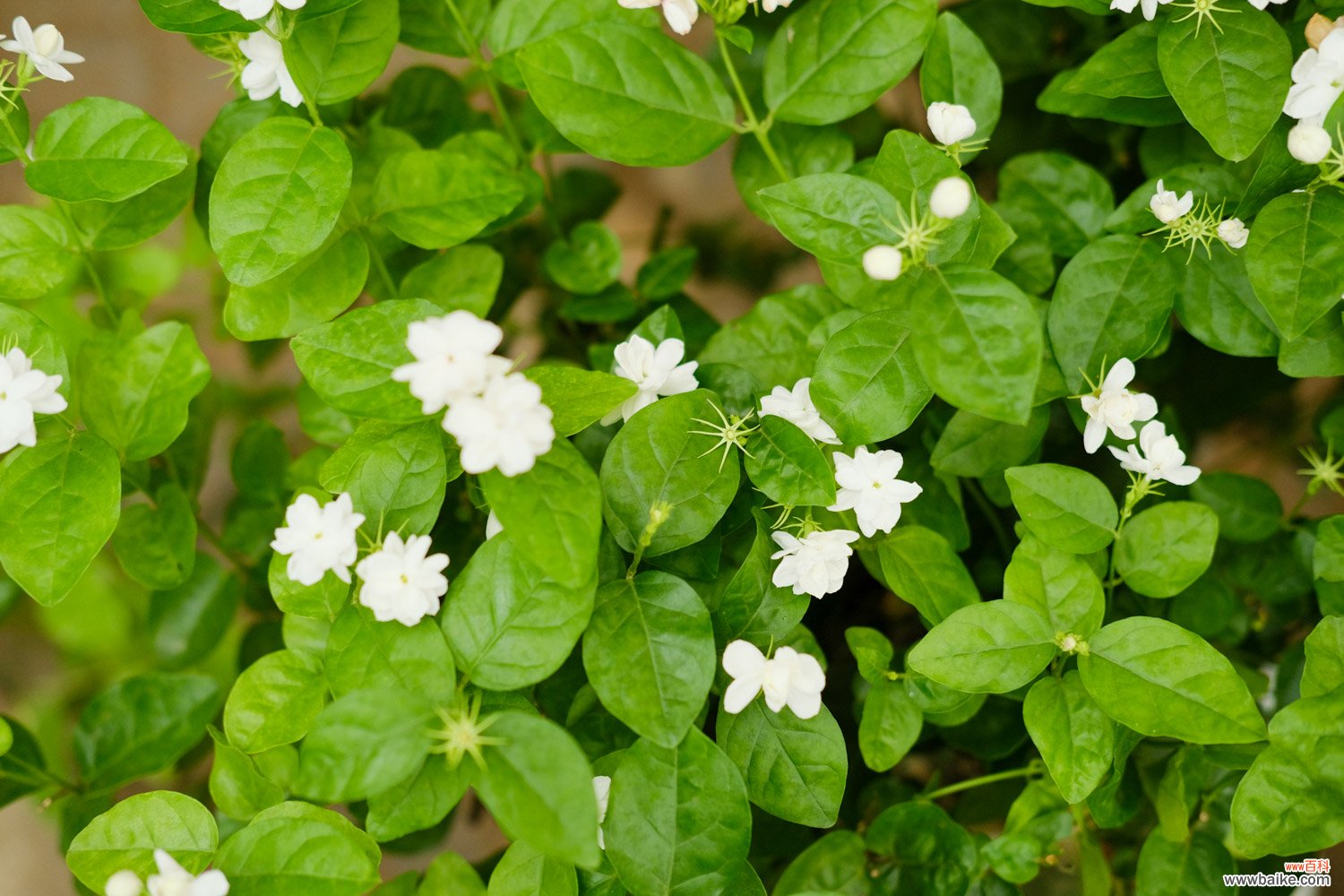 茉莉花的样子，茉莉花图片