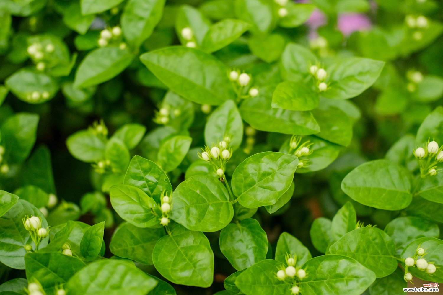 茉莉花长什么样子，茉莉花代表什么