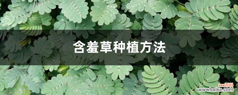 含羞草种植方法，含羞草的作用