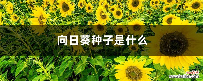 向日葵种子，向日葵几天发芽