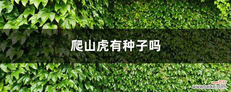 爬山虎有种子吗，爬山虎种子价格