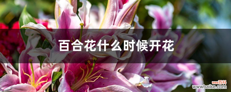 百合花什么时候开花，百合花的图片