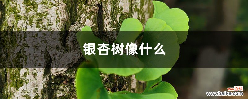 银杏树像什么，银杏图片