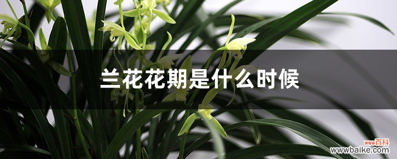 兰花花期 兰花什么季节开花