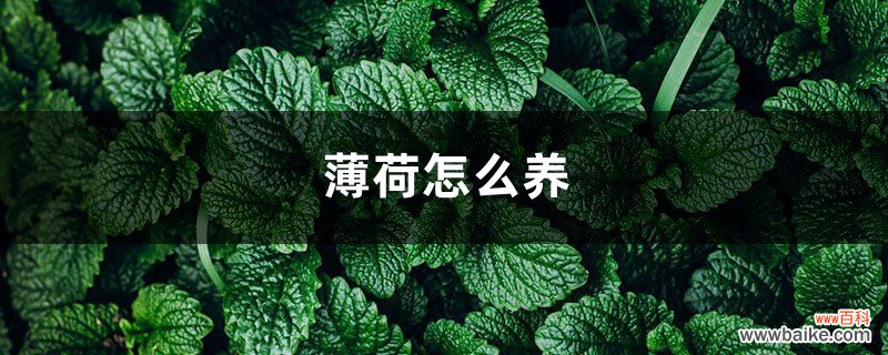 薄荷怎么养，薄荷图片