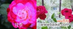 月季与玫瑰的区别，玫瑰花的图片