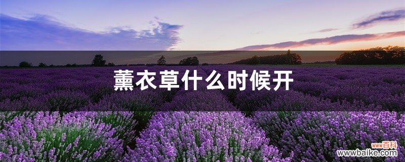 薰衣草什么时候开，薰衣草图片