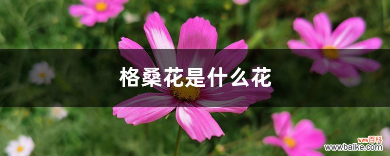 格桑花是什么花，格桑花什么时候开