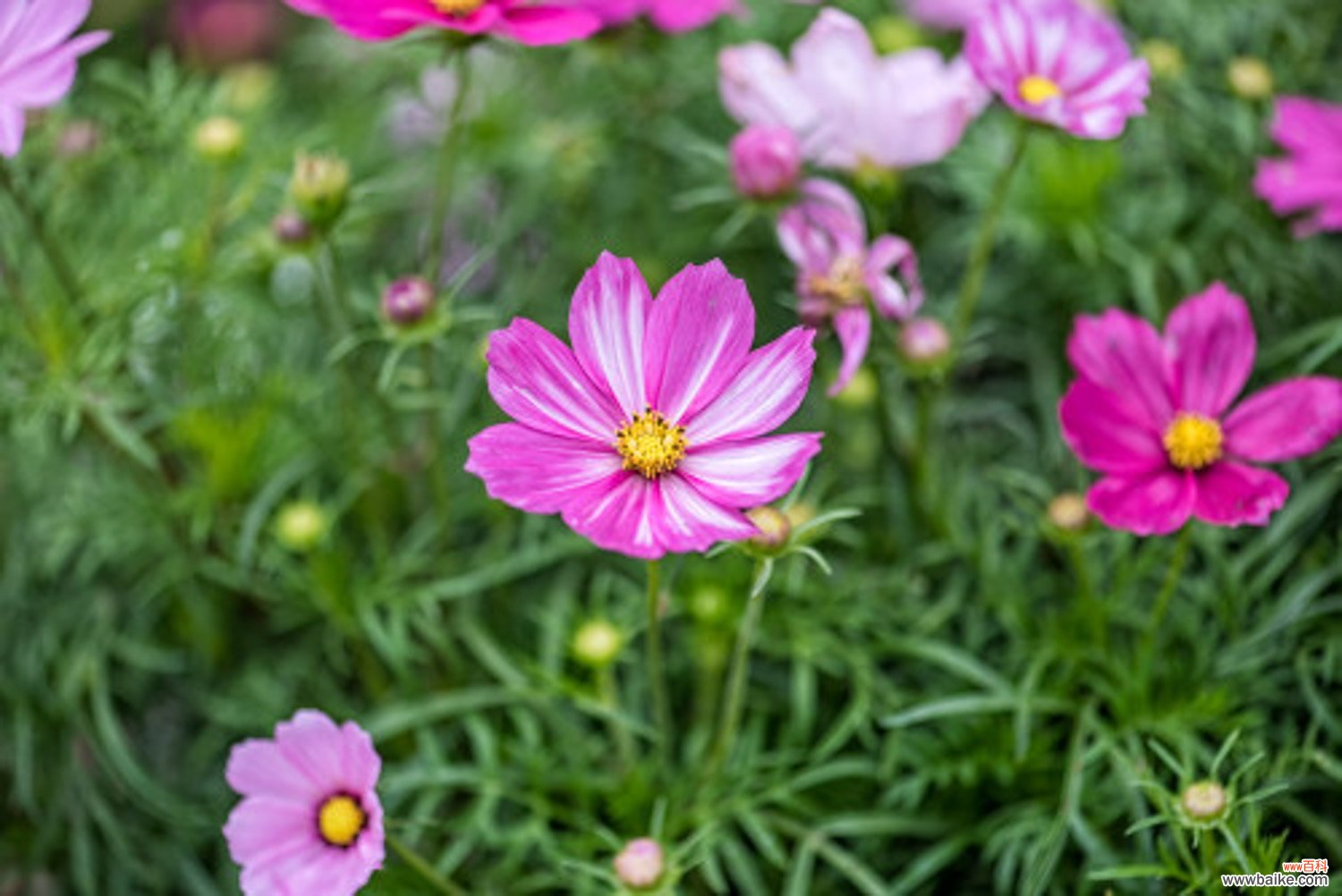 格桑花开的时候，格桑花图片