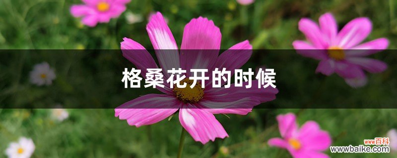 格桑花开的时候，格桑花图片