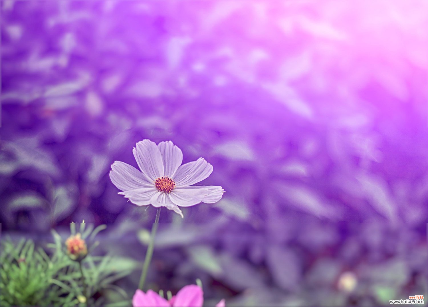 格桑花开的时候，格桑花图片