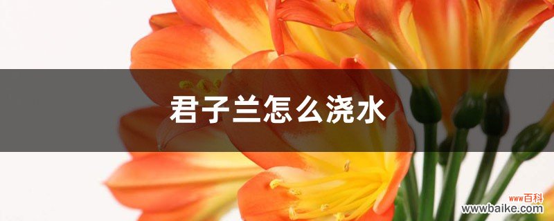 君子兰怎么浇水，君子兰浇水小窍门