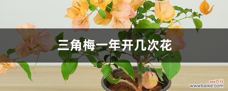 三角梅一年开几次花，几月开花