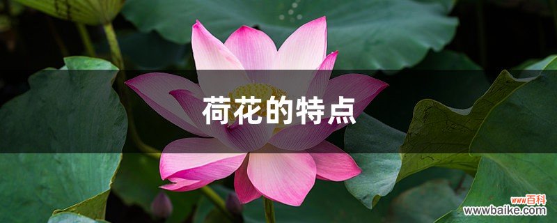 荷花的特点，什么季节开花