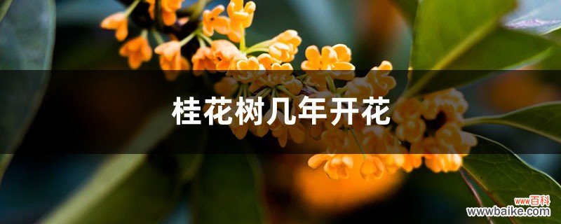 桂花树几年开花，桂花不开花的解决办法