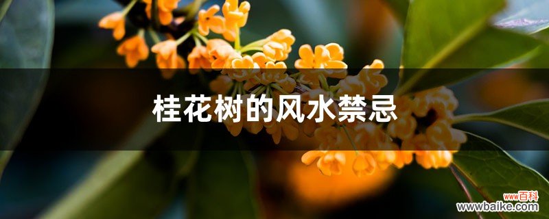 桂花树的风水禁忌，家里为什么不能种桂花