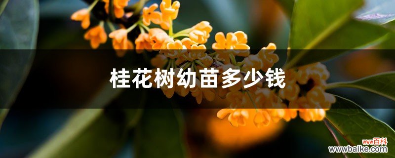 桂花树幼苗多少钱，哪种桂花树最好最值钱