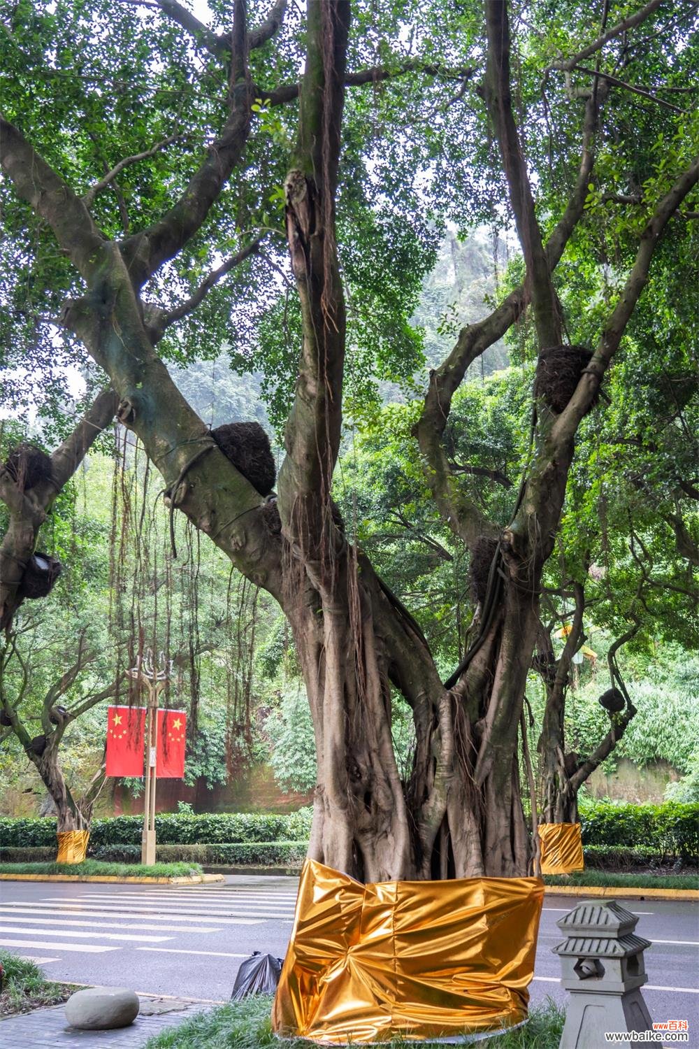 榕树盆景多少钱，榕树盆景图片