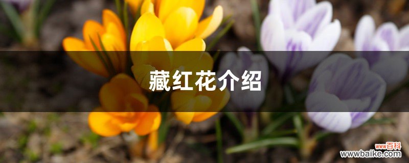 藏红花介绍，藏红花是什么