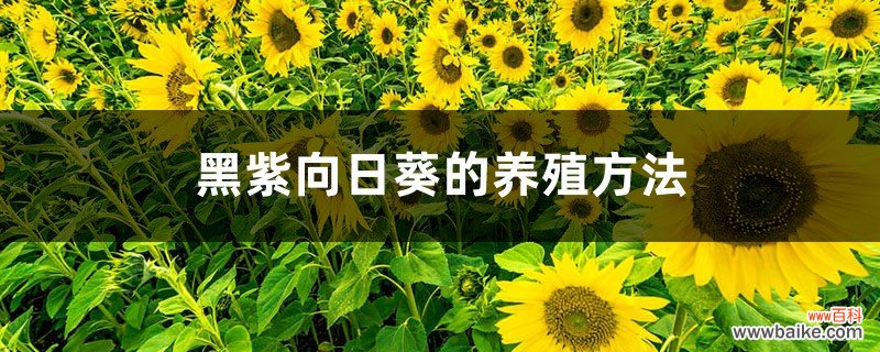 黑紫向日葵的养殖方法