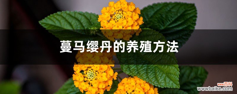 蔓马缨丹的养殖方法