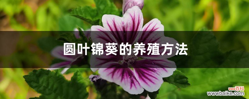 圆叶锦葵的养殖方法