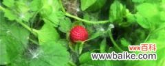 野草莓花的养殖方法