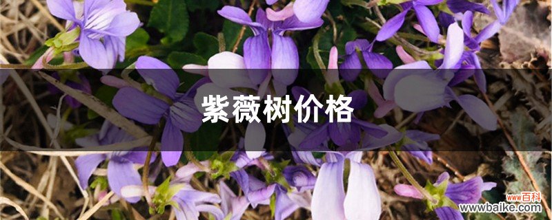 紫薇树价格，紫薇树图片