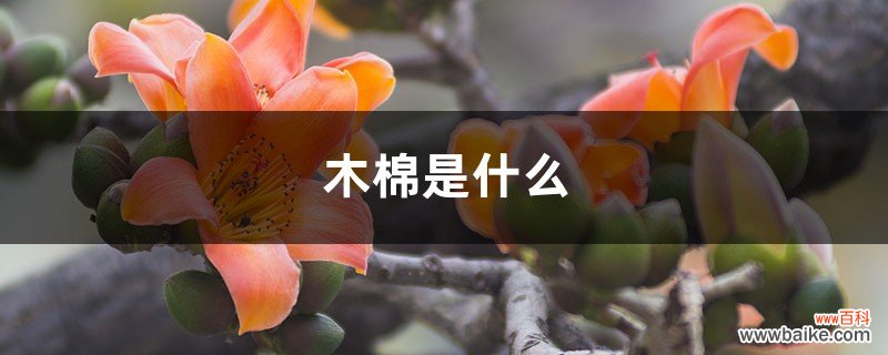 木棉是什么，木棉花图片