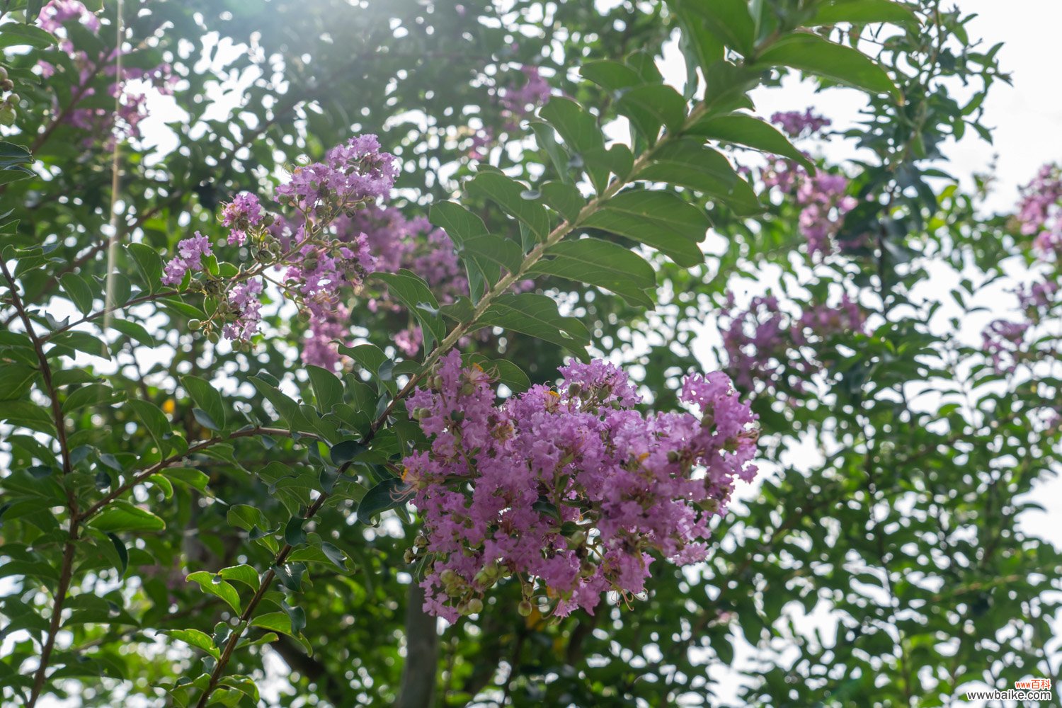 紫薇什么时候开花，紫薇花图片