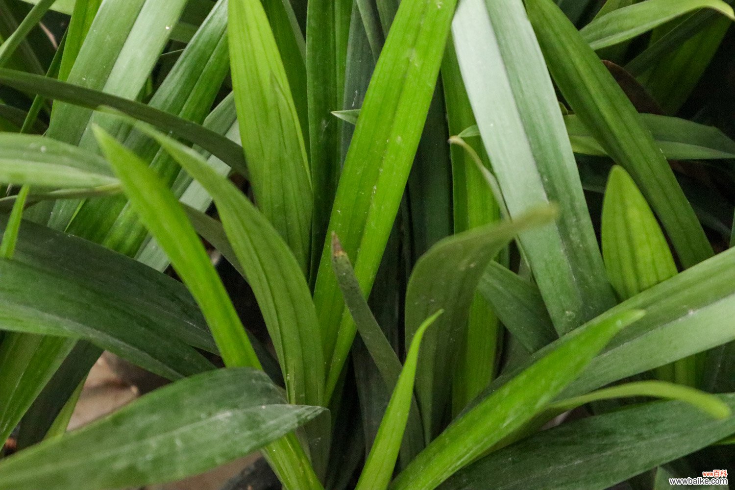 硬植料种植兰花原理