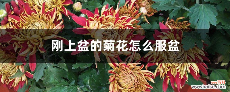 刚上盆的菊花怎么服盆，服盆的表现是什么