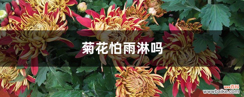 菊花怕雨淋吗，淋雨后会死吗