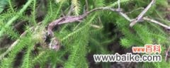 垂穗石松的养殖方法