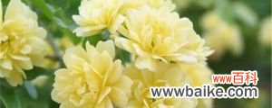 黄木香花的养殖方法