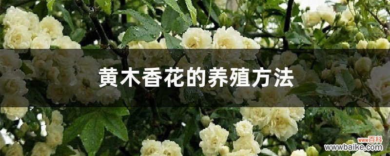 黄木香花的养殖方法