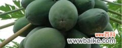 番木瓜的养殖方法