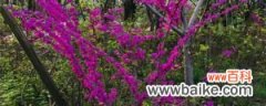 黄山紫荆的养殖方法